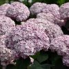 Hydrangea Incrediball Blush - Image 3